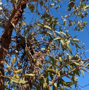 Amyema miquelii at Lake Mackay, NT - 20 May 2024