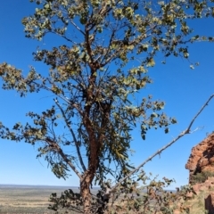 Amyema miquelii at Lake Mackay, NT - 20 May 2024