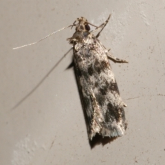 Barea zygophora (Concealer Moth) at Freshwater Creek, VIC - 12 Nov 2023 by WendyEM