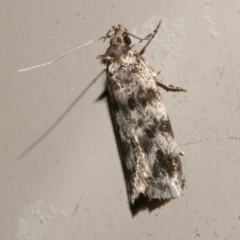 Barea zygophora (Concealer Moth) at WendyM's farm at Freshwater Ck. - 12 Nov 2023 by WendyEM