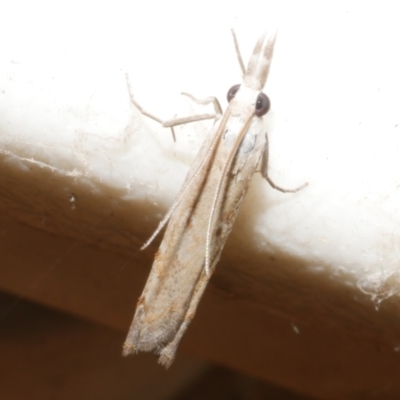 Culladia cuneiferellus (Crambinae moth) at WendyM's farm at Freshwater Ck. - 12 Nov 2023 by WendyEM