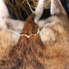 Dipylidium caninum (Tapeworm) at WendyM's farm at Freshwater Ck. - 6 Nov 2023 by WendyEM