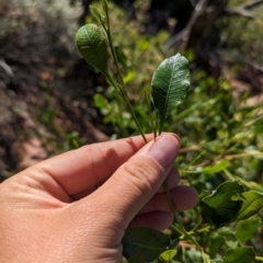 Dodonaea viscosa subsp. mucronata (Hill Sticky Hopbush) at Newhaven Wildlife Sanctuary - 20 May 2024 by Darcy