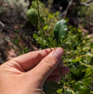 Dodonaea viscosa subsp. mucronata at Lake Mackay, NT - 20 May 2024