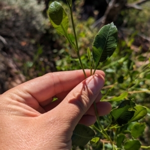 Dodonaea viscosa subsp. mucronata at Lake Mackay, NT - 20 May 2024