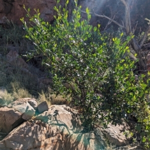 Dodonaea viscosa subsp. mucronata at Lake Mackay, NT - 20 May 2024