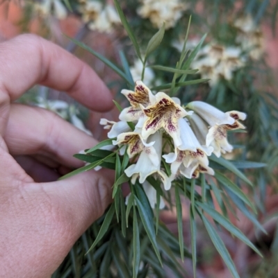 Pandorea doratoxylon (Spearwood Bush) at Newhaven Wildlife Sanctuary - 20 May 2024 by Darcy