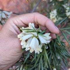 Pandorea doratoxylon at Lake Mackay, NT - suppressed