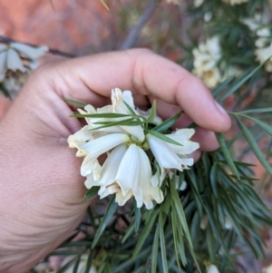 Pandorea doratoxylon at suppressed - 20 May 2024