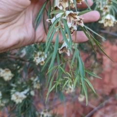 Pandorea doratoxylon at Lake Mackay, NT - suppressed