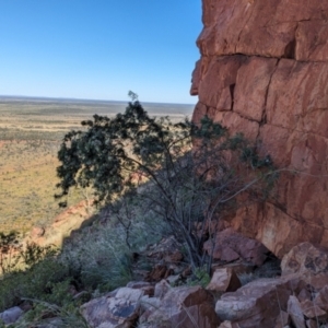 Pandorea doratoxylon at suppressed - 20 May 2024