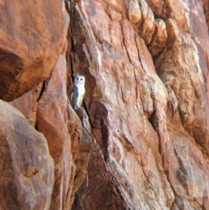 Tyto alba at Lake Mackay, NT - 20 May 2024