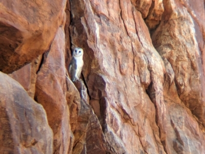 Tyto alba (Barn Owl) at Lake Mackay, NT - 20 May 2024 by Darcy