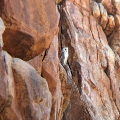 Tyto alba at Lake Mackay, NT - suppressed