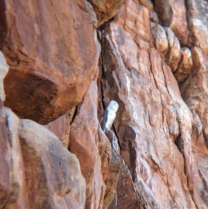 Tyto alba at Lake Mackay, NT - 20 May 2024