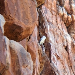 Tyto alba at Lake Mackay, NT - suppressed