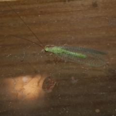 Mallada signatus at Freshwater Creek, VIC - 20 Oct 2023 by WendyEM