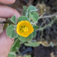 Abutilon leucopetalum (Desert Chinese-lantern, Lantern Bush) at Newhaven Wildlife Sanctuary - 20 May 2024 by Darcy