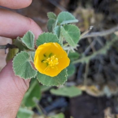 Abutilon leucopetalum (Desert Chinese-lantern, Lantern Bush) at Newhaven Wildlife Sanctuary - 20 May 2024 by Darcy