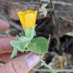 Abutilon leucopetalum at Lake Mackay, NT - suppressed