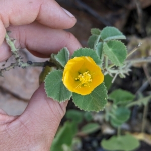 Abutilon leucopetalum at Lake Mackay, NT - suppressed