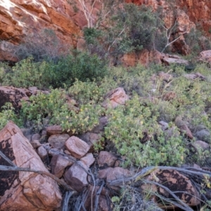 Abutilon leucopetalum at Lake Mackay, NT - suppressed