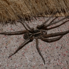 Lycosidae (family) at WendyM's farm at Freshwater Ck. - 30 Oct 2023 by WendyEM