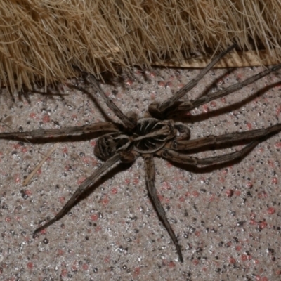 Lycosidae (family) at Freshwater Creek, VIC - 30 Oct 2023 by WendyEM