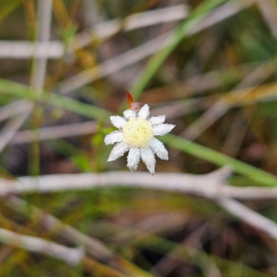 Actinotus minor (Lesser Flannel Flower) at Ku-ring-gai Chase National Park - 6 Jun 2024 by MatthewFrawley