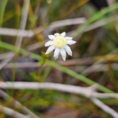 Actinotus minor at Ku-ring-gai Chase National Park - 6 Jun 2024 10:09 AM