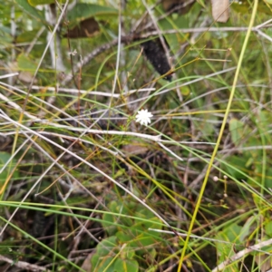 Actinotus minor at Ku-ring-gai Chase National Park - 6 Jun 2024