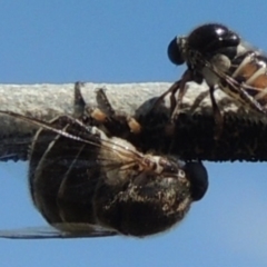 Ogcodes sp. (genus) at Freshwater Creek, VIC - 29 Oct 2023 by WendyEM