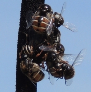 Ogcodes basalis at Freshwater Creek, VIC - 29 Oct 2023