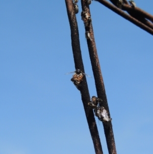 Ogcodes basalis at Freshwater Creek, VIC - 29 Oct 2023