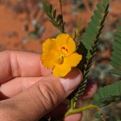 Petalostylis cassioides at Lake Mackay, NT - 20 May 2024 by Darcy