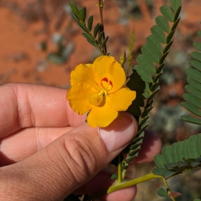 Petalostylis cassioides at Newhaven Wildlife Sanctuary - 20 May 2024 by Darcy