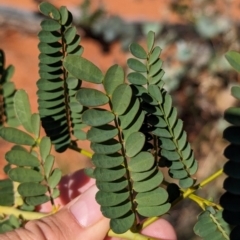Petalostylis cassioides at Lake Mackay, NT - suppressed