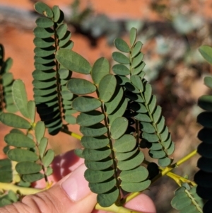 Petalostylis cassioides at Lake Mackay, NT - suppressed