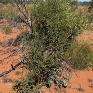 Petalostylis cassioides at suppressed - 20 May 2024