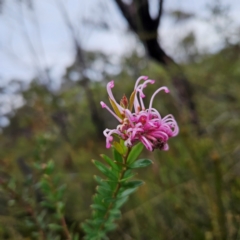 Grevillea sericea (Pink Spider-Flower) at Ku-ring-gai Chase National Park - 6 Jun 2024 by MatthewFrawley