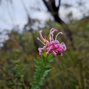 Grevillea sericea at Ku-ring-gai Chase National Park - 6 Jun 2024 10:14 AM