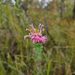 Grevillea sericea at Ku-ring-gai Chase National Park - 6 Jun 2024 10:14 AM