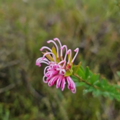 Grevillea sericea at Ku-ring-gai Chase National Park - 6 Jun 2024 10:14 AM