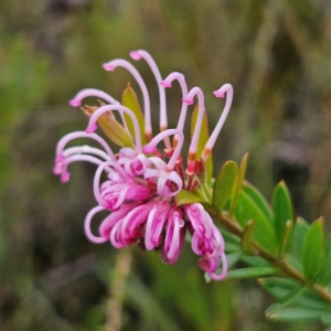 Grevillea sericea at Ku-ring-gai Chase National Park - 6 Jun 2024 10:14 AM