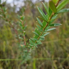 Grevillea sericea at Ku-ring-gai Chase National Park - 6 Jun 2024 10:14 AM