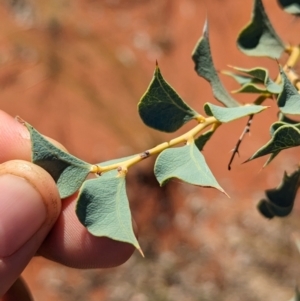 Acacia inaequilatera at suppressed - suppressed