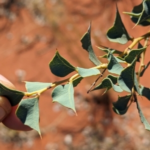 Acacia inaequilatera at suppressed - suppressed