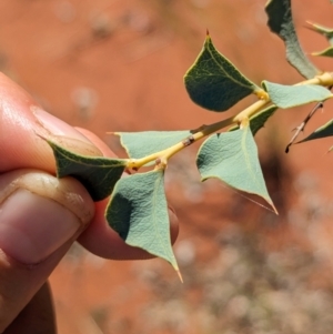 Acacia inaequilatera at suppressed - suppressed