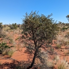 Acacia inaequilatera at suppressed - suppressed