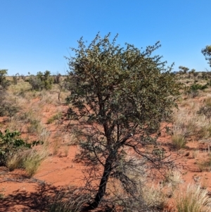 Acacia inaequilatera at Lake Mackay, NT - 20 May 2024